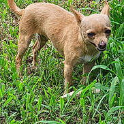 Aurora is registered to the contest to win money with this photo: alert, animal, canine, chihuahua, daylight, dog, ears_up, fur, grass, greenery, ground, leafy, mischievous, nature, outdoor, pet, small_dog, smiling, standing, tan_dog