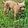 dog, chihuahua, small_dog, tan_dog, grass, greenery, outdoor, pet, animal, alert, ears_up, standing, nature, fur, canine, mischievous, smiling, leafy, ground, daylight