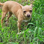 Aurora joined the competition — help win amazing prizes! dog, chihuahua, small_dog, tan_dog, grass, outdoor, pet, animal, nature, greenery, standing, canine, fur, snout, ears, eyes, tail, ground, daylight, curious