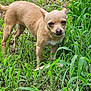 dog, chihuahua, small_dog, tan_dog, grass, outdoor, pet, animal, nature, greenery, standing, canine, fur, snout, ears, eyes, tail, ground, daylight, curious
