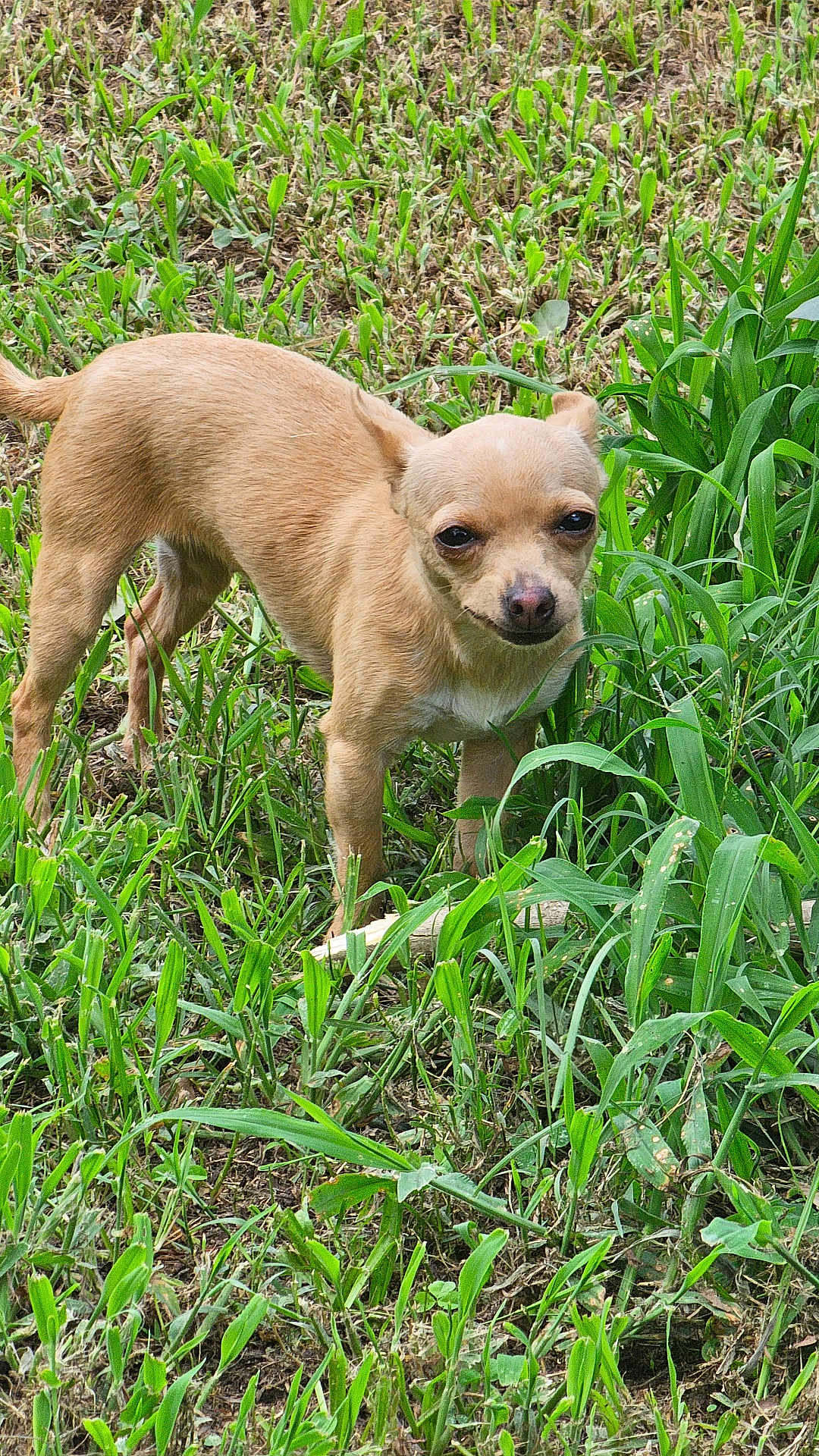 Aurora joined the competition — help win amazing prizes! dog, chihuahua, small_dog, tan_dog, grass, outdoor, pet, animal, nature, greenery, standing, canine, fur, snout, ears, eyes, tail, ground, daylight, curious