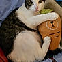 cat, tabby, white_fur, plush_toy, carrot_toy, bed, blanket, indoor, pet, cute, animal, feline, resting, hugging, cozy, soft_toy, looking, ears, whiskers, paw