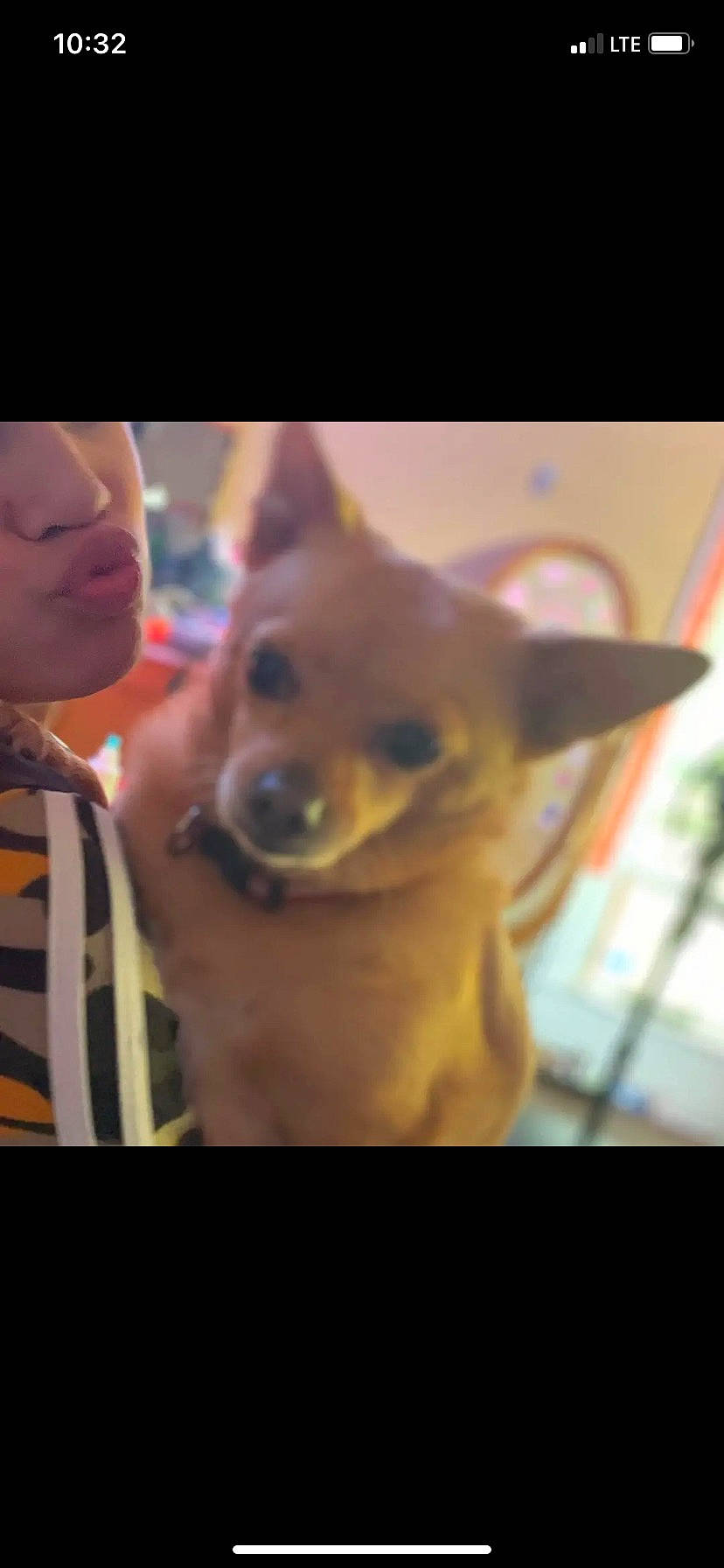 Bambi joined the competition — help win amazing prizes! ancient_dog_breeds, canidae, carnivore, companion_dog, dog, dog_breed, neck, non_sporting_group, snout