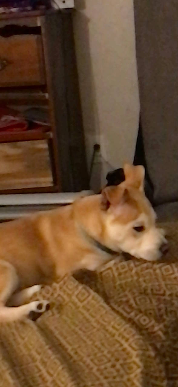 Kaia is registered to the contest to win money with this photo: carnivore, companion_dog, dog, dog_breed, dog_supply, fawn, flooring, fur, hardwood, non_sporting_group, pet_supply, puppy, snout, sporting_group, tail, terrestrial_animal, whiskers, wood, working_animal