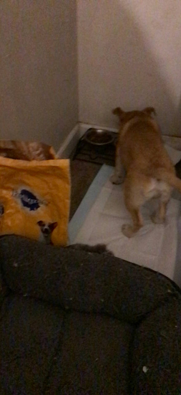 Kaia joined the competition — help win amazing prizes! brown, canidae, carnivore, comfort, companion_dog, couch, dog, dog_breed, fawn, felidae, floor, flooring, fur, hardwood, small_to_medium_sized_cats, sporting_group, tail, whiskers, wood, wood_stain