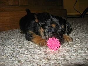 Georgia joined the competition — help win amazing prizes! black, canidae, carnivore, companion_dog, dog, dog_breed, dog_supply, dog_toy, fawn, floor, flooring, fur, paw, puppy, skin, snout, toy_dog, vertebrate, wood_stain, working_animal