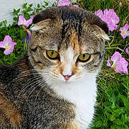 Evie joined the competition — help win amazing prizes! cat, animal, pet, close_up, yellow_eyes, folded_ears, flower, pink_flower, green_foliage, outdoor, nature, curious, portrait, mammal, whiskers, fur, tabby, garden, cute, domestic_cat