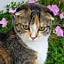 cat, animal, pet, close_up, yellow_eyes, folded_ears, flower, pink_flower, green_foliage, outdoor, nature, curious, portrait, mammal, whiskers, fur, tabby, garden, cute, domestic_cat