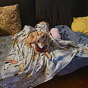 Lola is registered to the contest to win money with this photo: dog, small_dog, couch, blanket, pillow, plush_toy, indoor, pet, red_harness, curious, cozy, fur, floor, wooden_floor, relaxed, comfort, home, animal, canine, resting