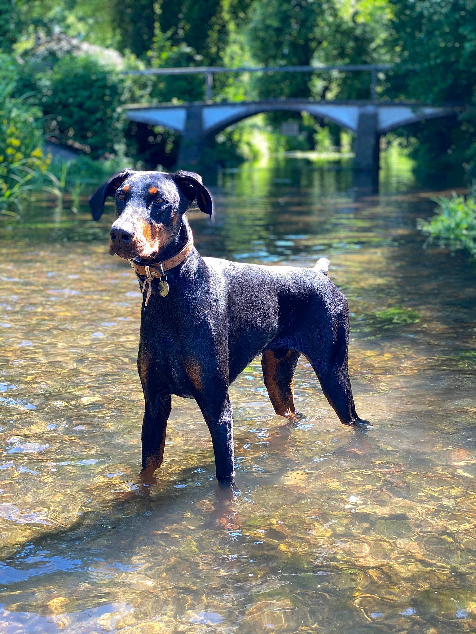 Oz a rejoint le concours — aidez-le/la à gagner de superbes lots ! canidae, carnivore, collar, companion_dog, dog, dog_breed, dog_collar, dog_supply, fawn, grass, hound, liver, plant, snout, sporting_group, tail, terrier, tree, water, working_animal