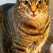 Suzie joined the competition — help win amazing prizes! cat, close_up, curious, domestic_cat, feline, fur, gaze, green_eyes, home_interior, indoor, nose, paws, pet, playful, portrait, sitting, tabby_cat, tongue_out, whiskers, wooden_floor
