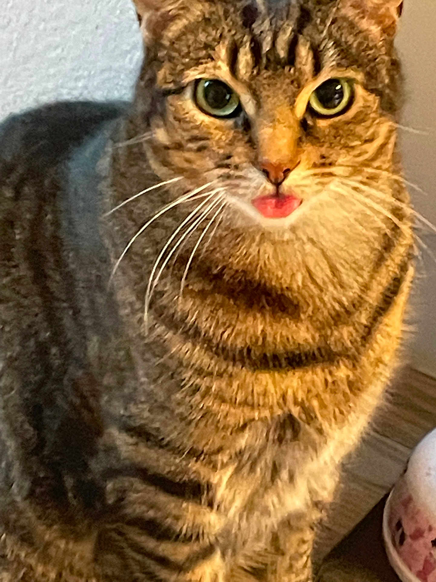 Suzie joined the competition — help win amazing prizes! cat, close_up, curious, domestic_cat, feline, fur, gaze, green_eyes, home_interior, indoor, nose, paws, pet, playful, portrait, sitting, tabby_cat, tongue_out, whiskers, wooden_floor