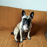 Tina a rejoint le concours — aidez-le/la à gagner de superbes lots ! dog, french_bulldog, pet, sitting, couch, indoor, brown, ears, face, canine, animal, fur, looking, cute, companion, domestic, portrait, alert, home, mammal