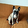 dog, french_bulldog, pet, sitting, couch, indoor, brown, ears, face, canine, animal, fur, looking, cute, companion, domestic, portrait, alert, home, mammal