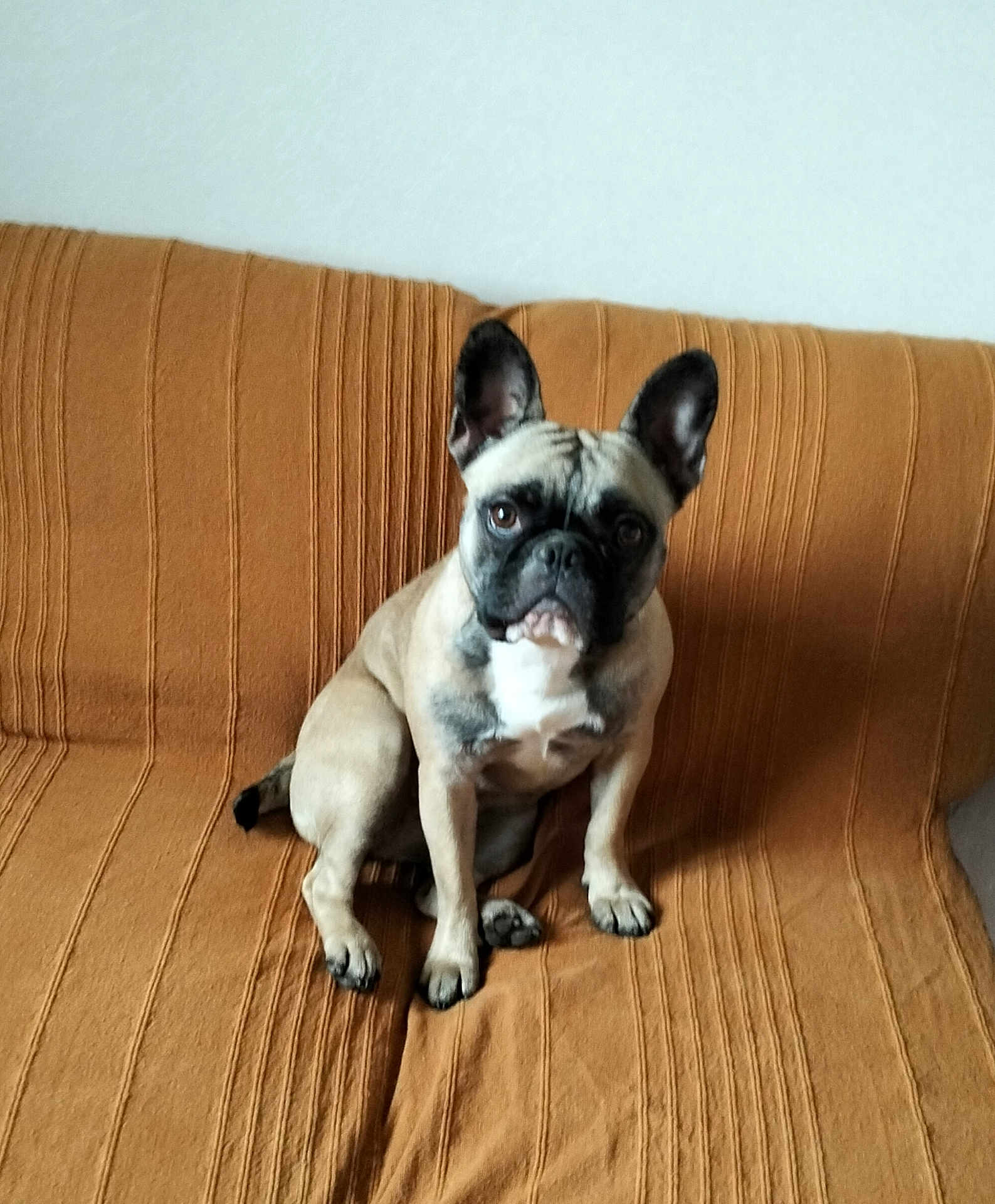 Tina a rejoint le concours — aidez-le/la à gagner de superbes lots ! dog, french_bulldog, pet, sitting, couch, indoor, brown, ears, face, canine, animal, fur, looking, cute, companion, domestic, portrait, alert, home, mammal