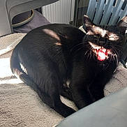 Minouche participe au concours pour gagner de l'argent avec cette photo : animal, black_cat, cat, chair, domestic_animal, feline, fur, home, indoor, mouth_open, paw, pet, plastic_chair, relaxed, resting, shadow, sunlight, towel, whiskers, yawning