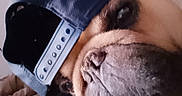 Norbert a rejoint le concours — aidez-le/la à gagner de superbes lots ! dog, close_up, cap, backward_cap, pet, animal, brown_fur, snout, wrinkles, portrait, indoor, cute, face, looking, wearing, hat, domestic_animal, muzzle, expression, nose