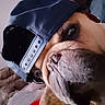 dog, close_up, cap, backward_cap, pet, animal, brown_fur, snout, wrinkles, portrait, indoor, cute, face, looking, wearing, hat, domestic_animal, muzzle, expression, nose