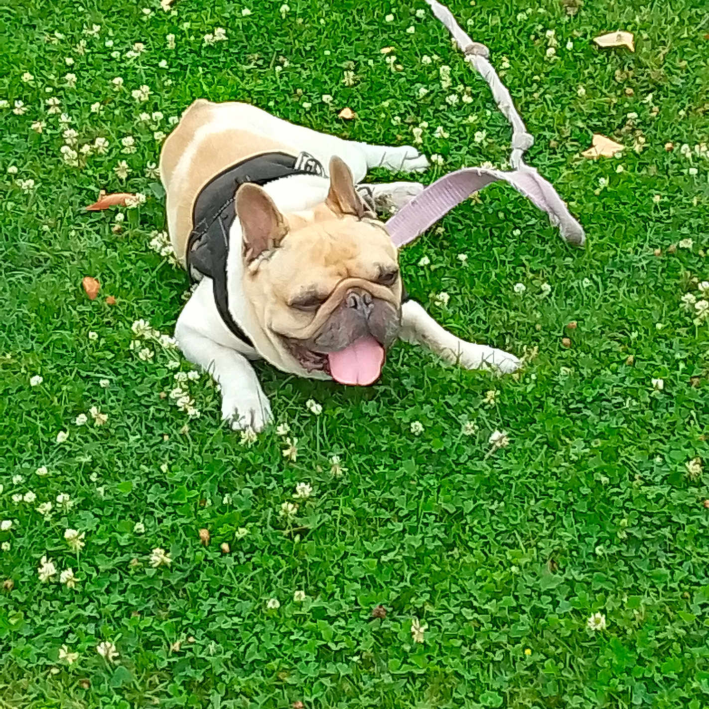 Norbert a rejoint le concours — aidez-le/la à gagner de superbes lots ! dog, french_bulldog, grass, greenery, outdoor, pet, canine, panting, leash, harness, tongue_out, summer, nature, animal, playful, resting, happy, small_dog, floral, daytime
