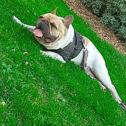 Norbert a rejoint le concours — aidez-le/la à gagner de superbes lots ! dog, french_bulldog, grass, greenery, outdoor, pet, canine, happy, tongue_out, leash, harness, sunny_day, relaxed, nature, garden, bushes, animal, mammal, cute, resting