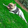 dog, french_bulldog, grass, greenery, outdoor, pet, canine, happy, tongue_out, leash, harness, sunny_day, relaxed, nature, garden, bushes, animal, mammal, cute, resting