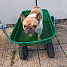 Norbert participe au concours pour gagner de l'argent avec cette photo : dog, french_bulldog, wheelbarrow, water, outdoor, patio, animal, pet, sunlight, concrete, green, brown, white, ears, face, paws, container, wheel, ground, wall