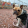 Norbert participe au concours pour gagner de l'argent avec cette photo : dog, french_bulldog, jacket, leash, rocky_ground, construction_site, fence, outdoor, cloudy_sky, pet, canine, animal, closeup, muzzle, ears, walking, urban, daytime, nature, background