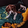 dog, puppy, beagle, blanket, cartoon, couch, indoor, pet, animal, cute, lying_down, young_dog, fur, ears, face, paw, resting, home, cozy, looking