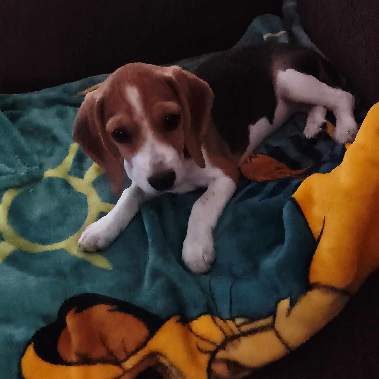 Nala