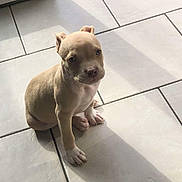 Thanos participe au concours pour gagner de l'argent avec cette photo : puppy, dog, pet, animal, light_brown, white_paws, sitting, floor, tile_floor, indoors, sunlight, shadow, cute, young, small, looking_up, domestic_animal, companion, adorable, expression