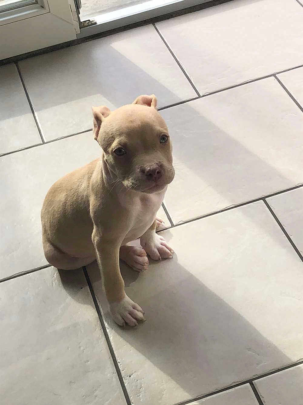 Thanos participe au concours pour gagner de l'argent avec cette photo : puppy, dog, pet, animal, light_brown, white_paws, sitting, floor, tile_floor, indoors, sunlight, shadow, cute, young, small, looking_up, domestic_animal, companion, adorable, expression