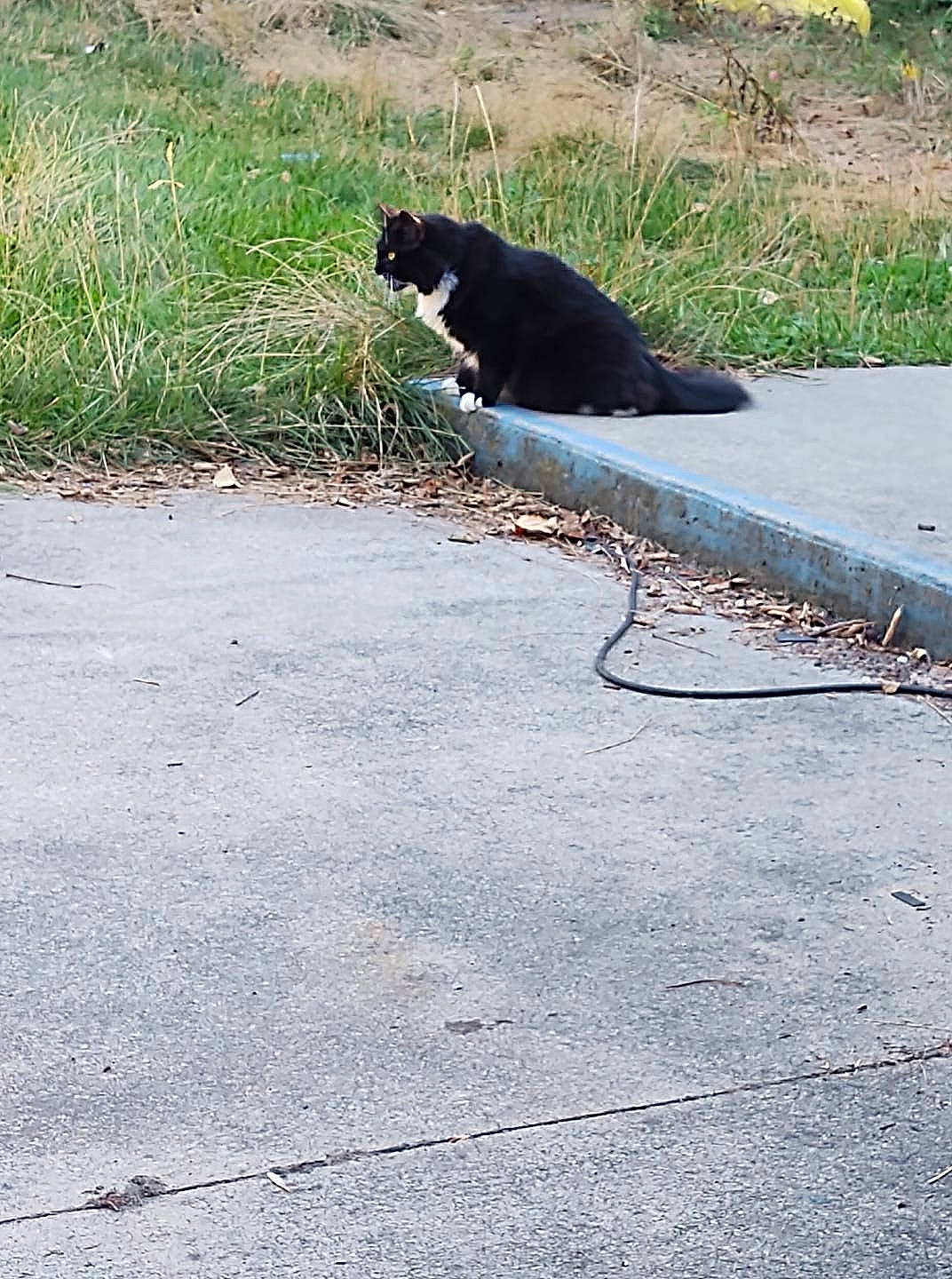 Mortisha is registered to the contest to win money with this photo: asphalt, carnivore, concrete, dog_breed, felidae, fur, grass, mammal, plant, road, road_surface, shadow, sidewalk, small_to_medium_sized_cats, snout, soil, tail, tar, tints_and_shades, vertebrate
