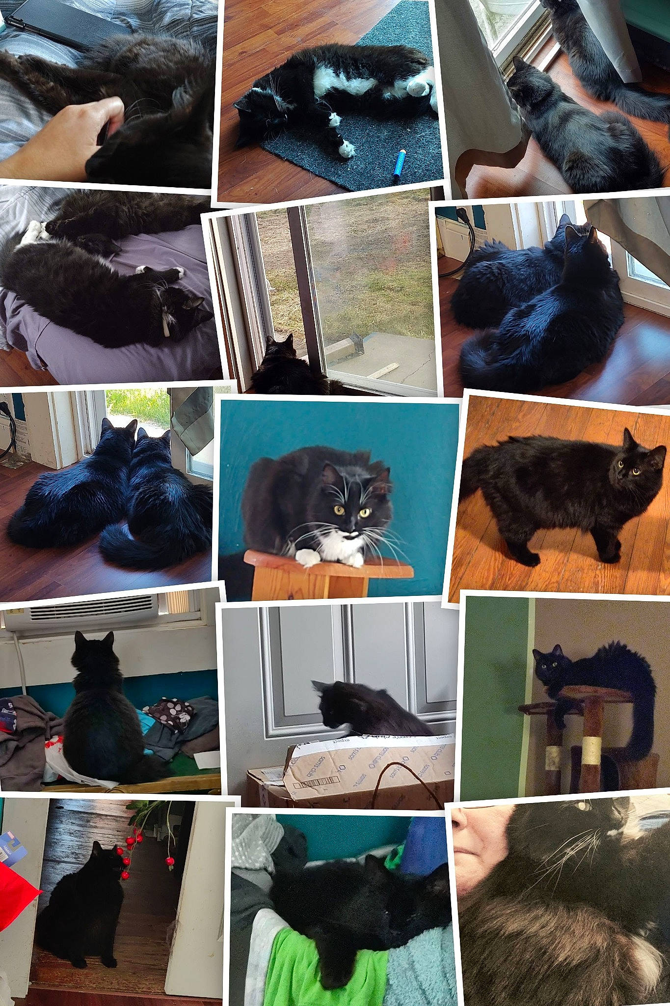 Mortisha joined the competition — help win amazing prizes! black, blue, bombay, carnivore, cat, collage, comfort, electric_blue, felidae, fur, green, human, organism, photograph, product, room, sleeve, small_to_medium_sized_cats, snapshot, textile
