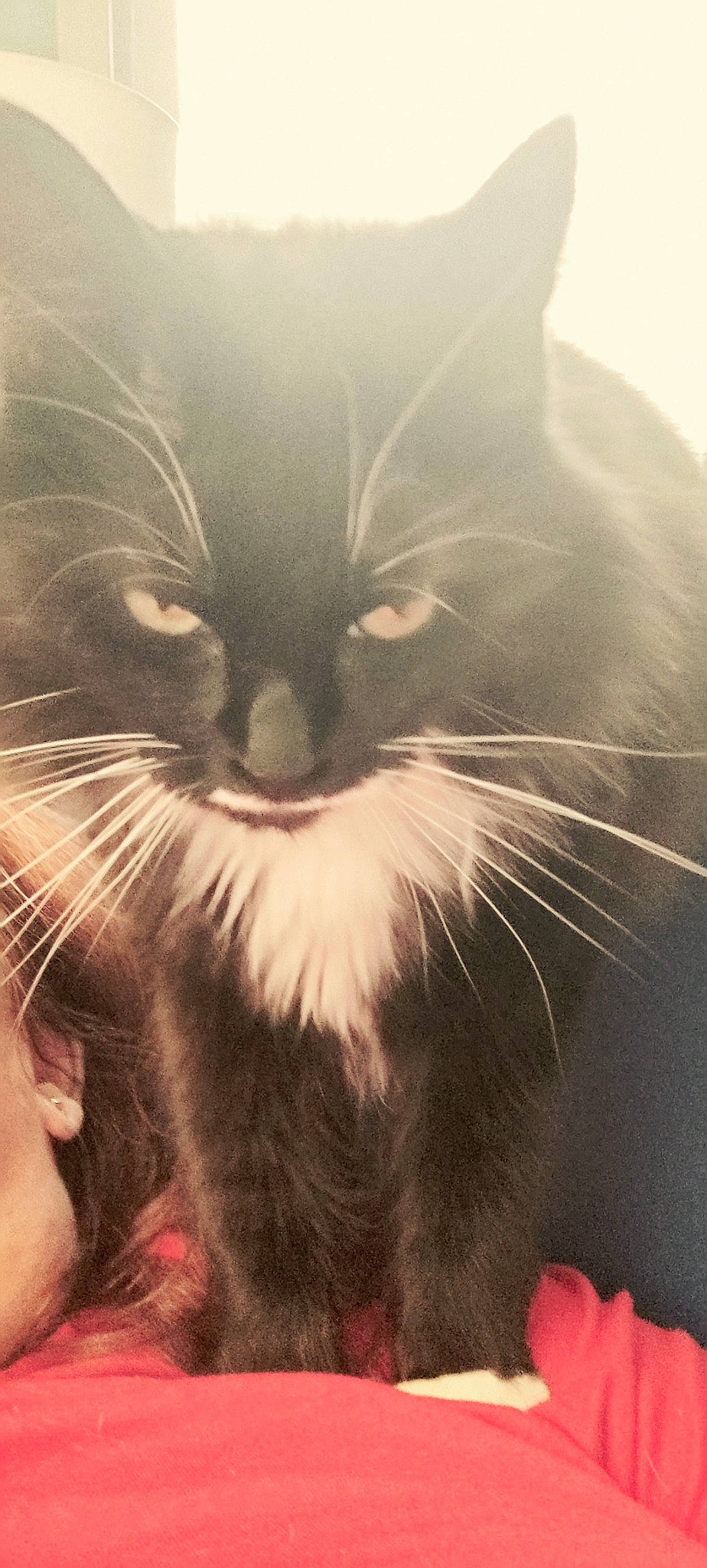 Mortisha joined the competition — help win amazing prizes! black_cat, carnivore, cat, domestic_short_haired_cat, felidae, fur, happy, moustache, paw, small_to_medium_sized_cats, snout, tail, terrestrial_animal, whiskers, window