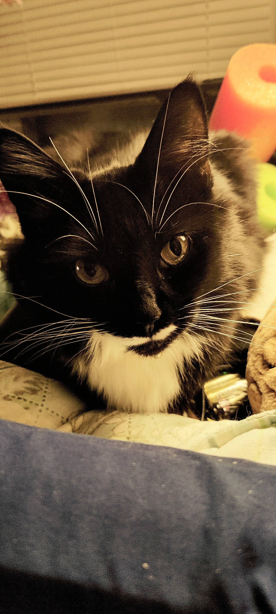 Mortisha joined the competition — help win amazing prizes! carnivore, cat, claw, comfort, domestic_short_haired_cat, felidae, fur, monochrome, monochrome_photography, paw, small_to_medium_sized_cats, snout, tints_and_shades, whiskers, window