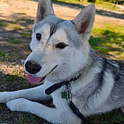 Vicky participe au concours pour gagner de l'argent avec cette photo : dog, husky, outdoor, grass, tongue_out, collar, leash, pet, canine, animal, nature, sunlight, relaxed, mammal, portrait, lying_down, ears, fur, daytime, friendly