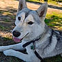 dog, husky, outdoor, grass, tongue_out, collar, leash, pet, canine, animal, nature, sunlight, relaxed, mammal, portrait, lying_down, ears, fur, daytime, friendly