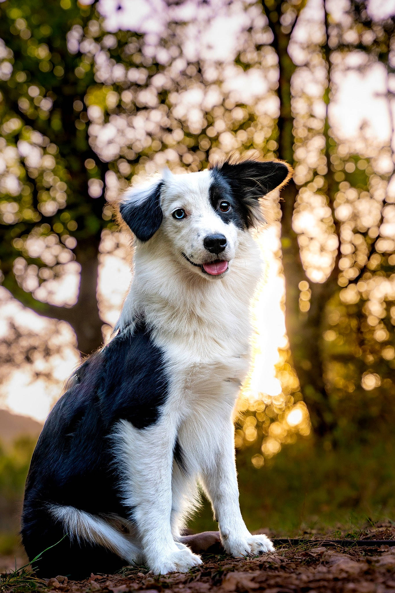 Tara a rejoint le concours — aidez-le/la à gagner de superbes lots ! art, autumn, carnivore, companion_dog, dog, dog_breed, forest, grass, hunting_dog, plant, sporting_group, tail, terrestrial_animal, tree, trunk, twig, whiskers, woodland, working_animal, working_dog