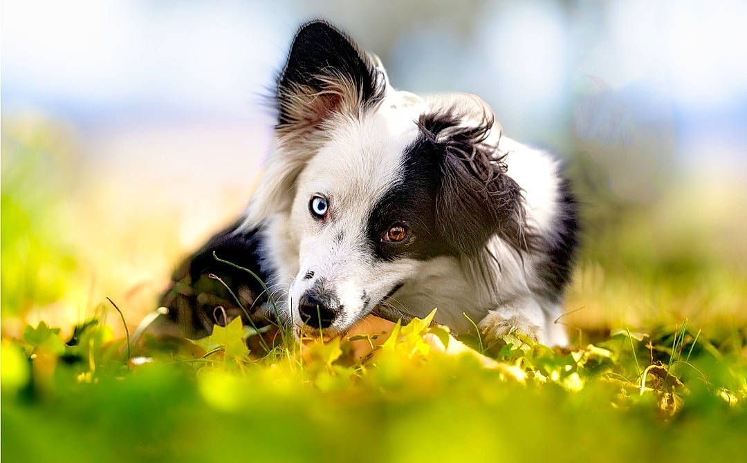 Tara participe au concours pour gagner de l'argent avec cette photo : border_collie, canidae, carnivore, collie, companion_dog, dog, dog_agility, dog_breed, fur, grass, grassland, happy, herding_dog, natural_landscape, people_in_nature, plant, toy, whiskers, working_dog