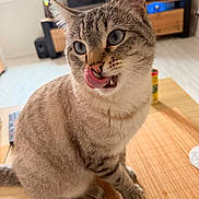 Touky a rejoint le concours — aidez-le/la à gagner de superbes lots ! cat, tabby_cat, tongue_out, licking, blue_eyes, fur, whiskers, sitting, table, mat, wooden_table, indoor, living_room, window, plant, remote_control, furniture, curious, cute, pet