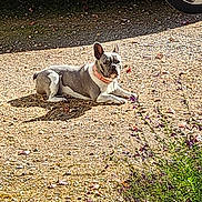 Saphir participe au concours pour gagner de l'argent avec cette photo : dog, french_bulldog, pet, animal, outdoor, gravel, parked_car, vehicle, sunlight, lying_down, collar, red_collar, short_coat, black_and_white, small_dog, garden, driveway, shadow, weeds, portrait