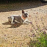 dog, french_bulldog, pet, animal, outdoor, gravel, parked_car, vehicle, sunlight, lying_down, collar, red_collar, short_coat, black_and_white, small_dog, garden, driveway, shadow, weeds, portrait