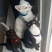 Asha Shadow Et Sonic participe au concours pour gagner de l'argent avec cette photo : cat, white_cat, black_cat, tuxedo_cat, collar, pet, indoor, window, curious, sitting, feline, animal, whiskers, ears, floor, tile, light, shadow, looking_up, domestic_cat