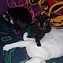 Asha Shadow Et Sonic a rejoint le concours — aidez-le/la à gagner de superbes lots ! cat, kitten, sleeping, black_cat, white_cat, resting, feline, pets, animal, cozy, blanket, patterned_blanket, indoor, cute, fur, domestic_cat, laying_down, curled_up, multi_cat, companion