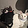 Asha Shadow Et Sonic
