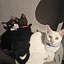 Asha Shadow Et Sonic a rejoint le concours — aidez-le/la à gagner de superbes lots ! cat, cats, black_cat, white_cat, collar, pet, animal, feline, indoor, cozy, bed, snuggling, curious, yellow_eyes, closeup, domestic_cat, cute, three_cats, resting, looking_at_camera