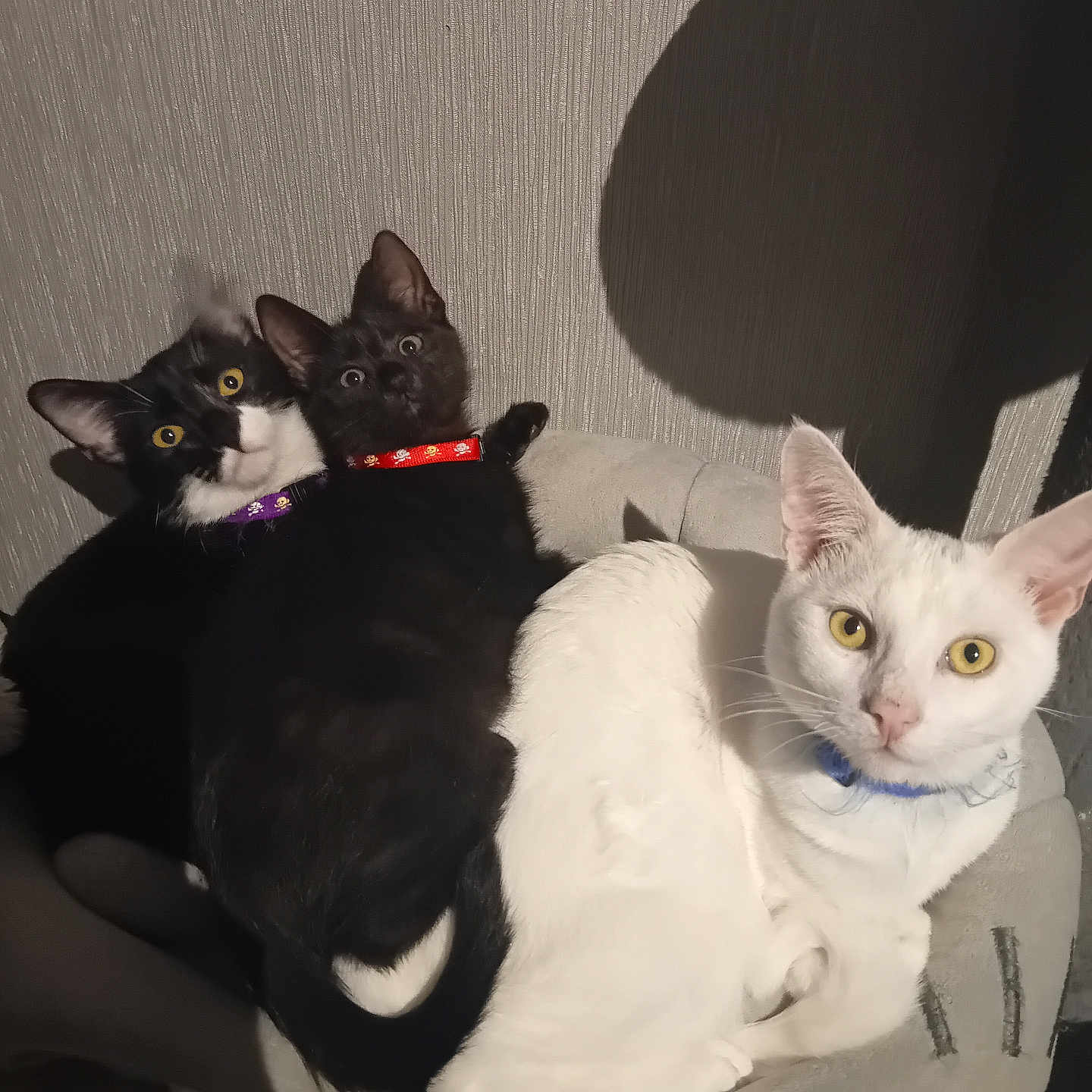 Asha Shadow Et Sonic a rejoint le concours — aidez-le/la à gagner de superbes lots ! animal, bed, black_cat, cat, cats, closeup, collar, cozy, curious, cute, domestic_cat, feline, indoor, looking_at_camera, pet, resting, snuggling, three_cats, white_cat, yellow_eyes