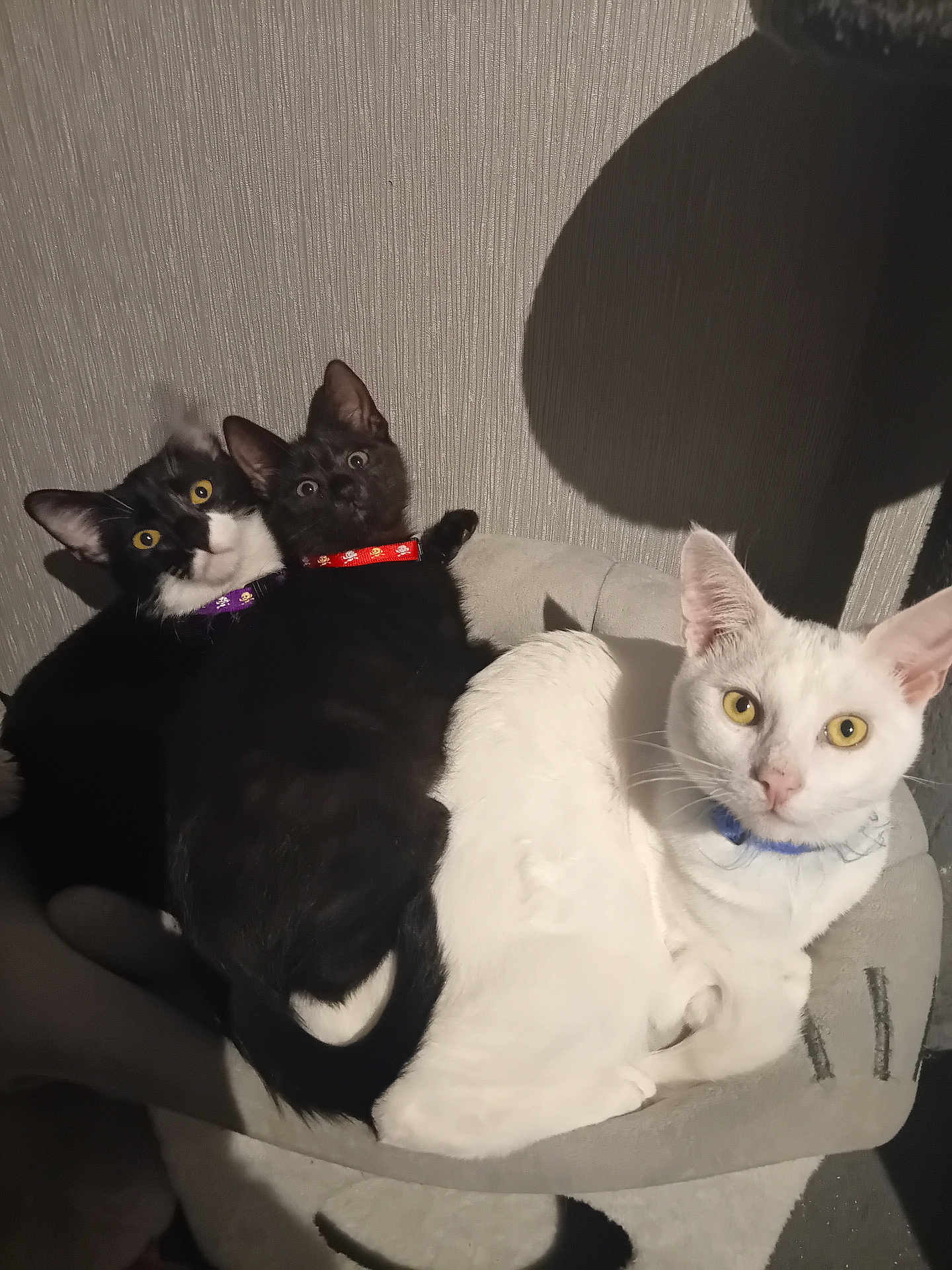 Asha Shadow Et Sonic a rejoint le concours — aidez-le/la à gagner de superbes lots ! cat, cats, black_cat, white_cat, collar, pet, animal, feline, indoor, cozy, bed, snuggling, curious, yellow_eyes, closeup, domestic_cat, cute, three_cats, resting, looking_at_camera