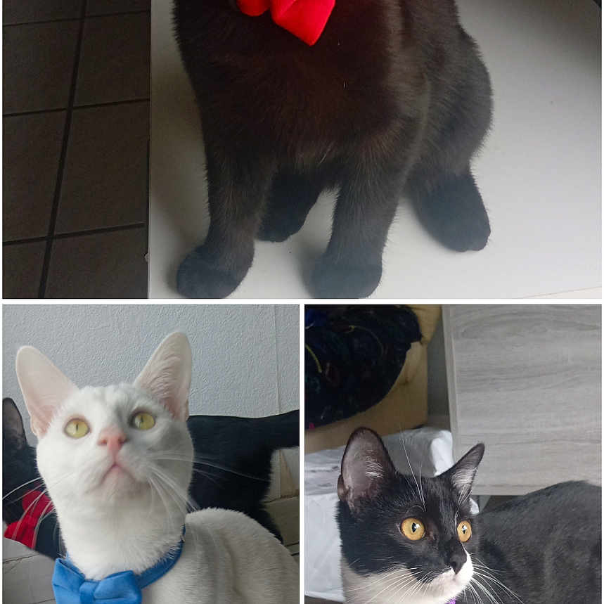 Sonic Asha Et Shadow