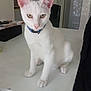 Sonic a rejoint le concours — aidez-le/la à gagner de superbes lots ! cat, white_cat, pet, indoor, table, collar, curious, animal, feline, ears, whiskers, fur, sitting, looking, domestic, household, floor, chair, room, eyes